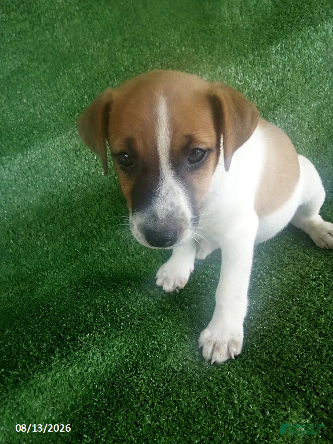 Jack Russell Terrier dogs for sale: Jerry - Ad 2