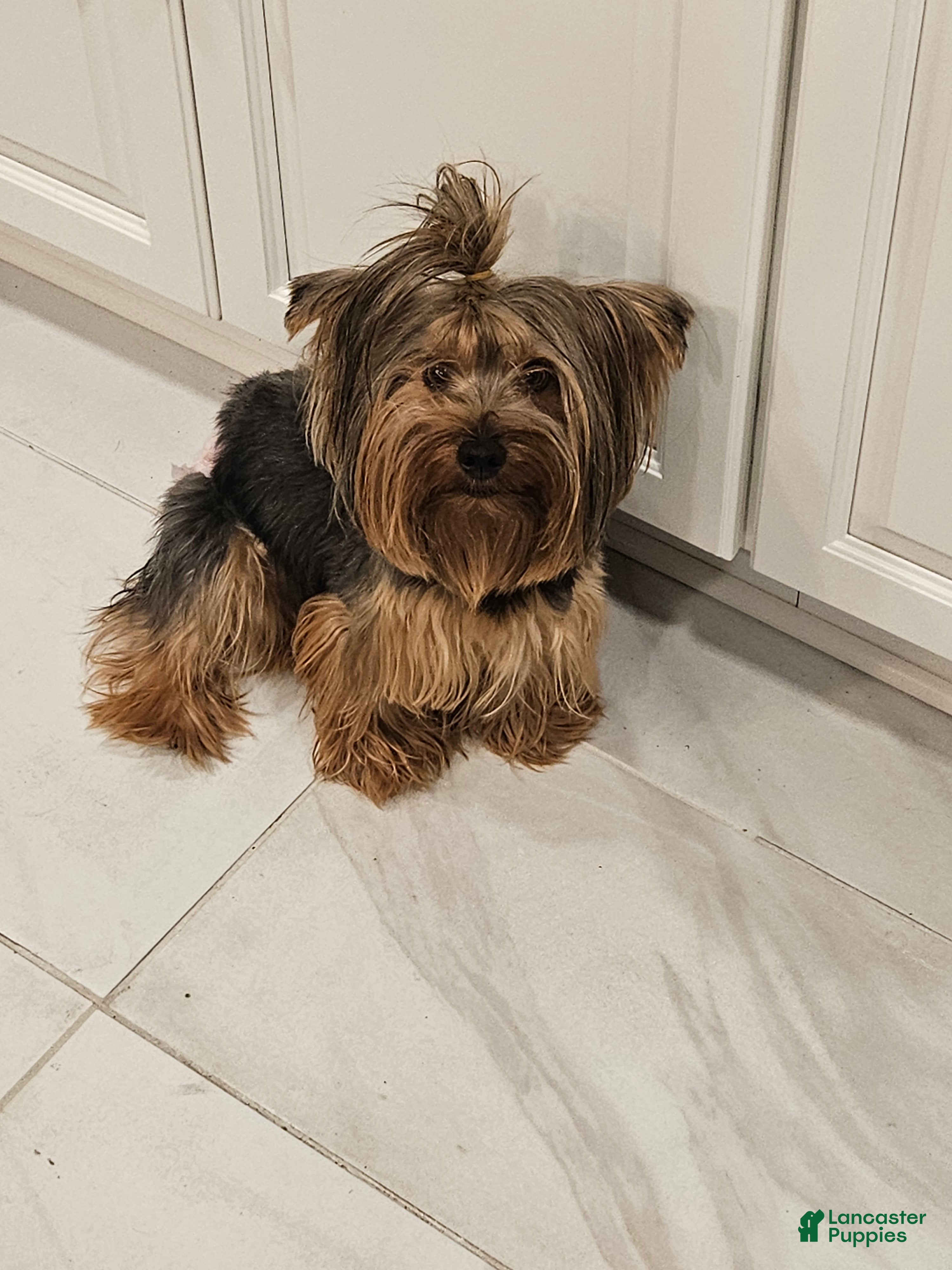 Yorkshire Terrier dogs for sale: Yorkshire Terrier Puppy 1 - Ad 2
