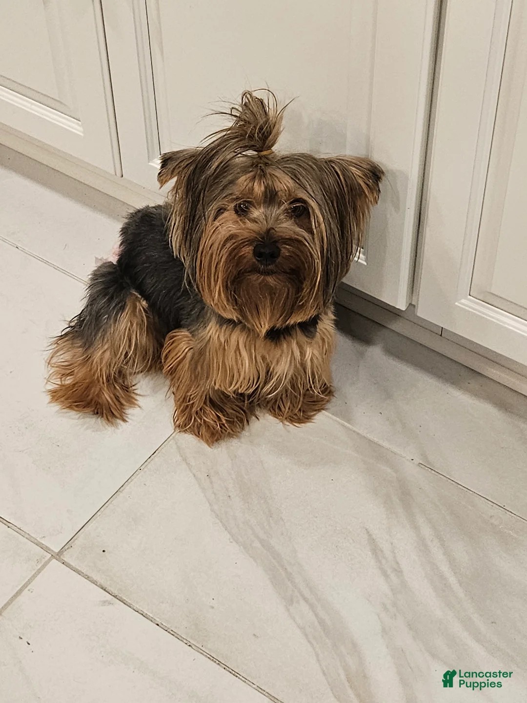 Yorkshire Terrier dogs for sale: Yorkshire Terrier Puppy 1 - Ad 1