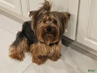 Yorkshire Terrier dogs Yorkshire Terrier Puppy 1 - Ad 16