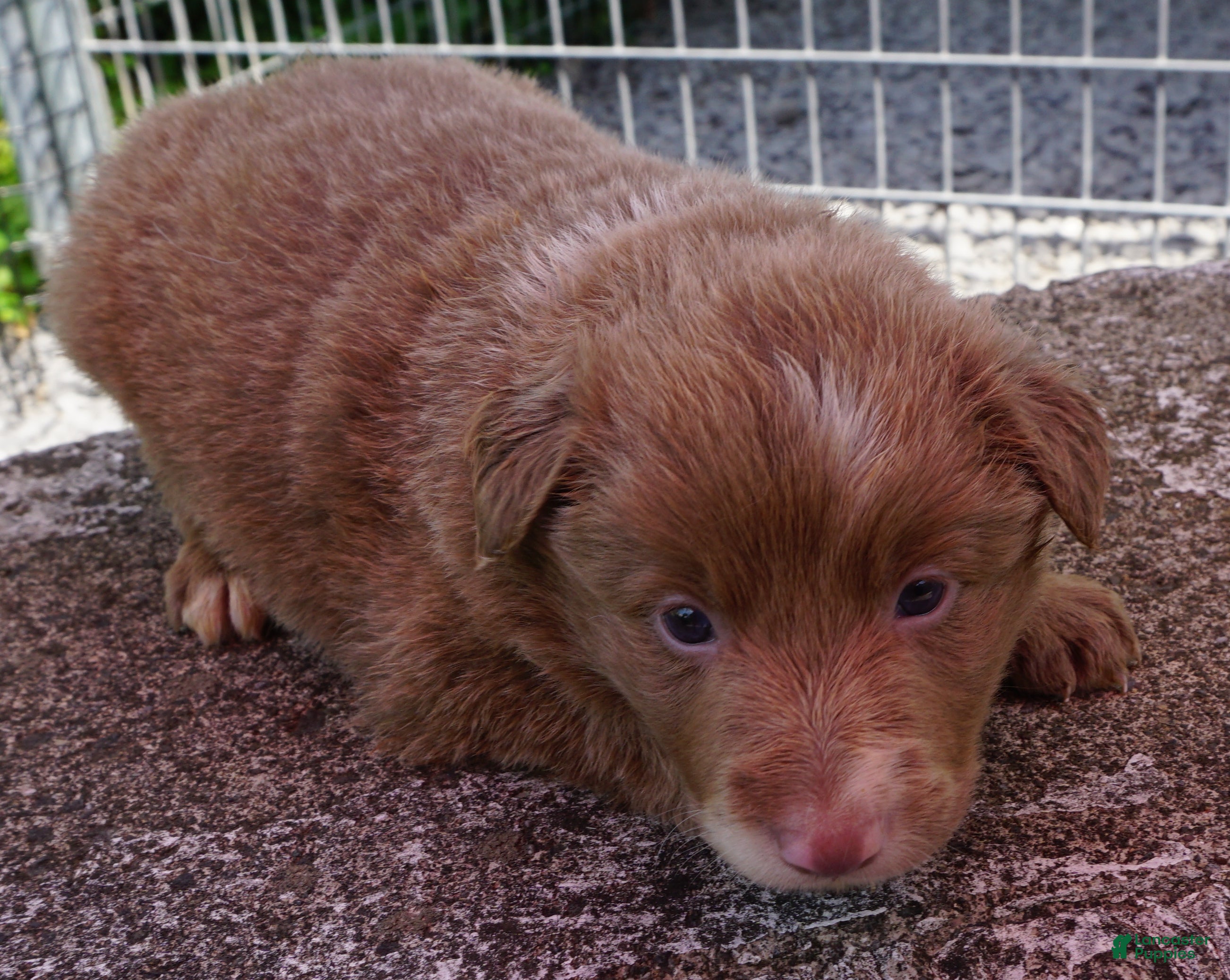 Border Collie dogs CAMERON - Ad 11