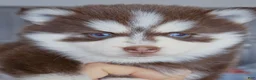 Pomsky dogs for sale: Scarlett - Ad 4