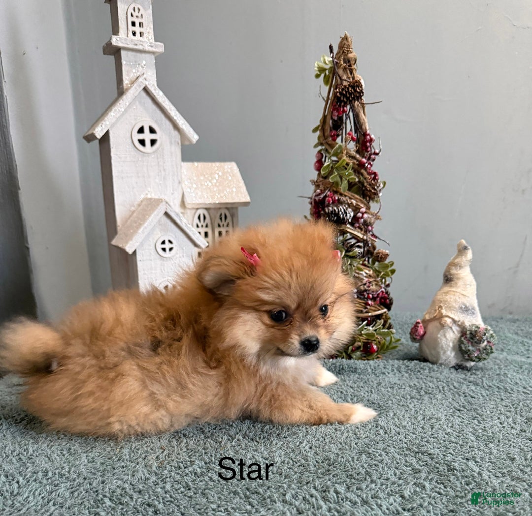 Pomeranian dogs for sale: Star - Ad 1