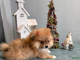 Pomeranian dogs Star - Ad 22