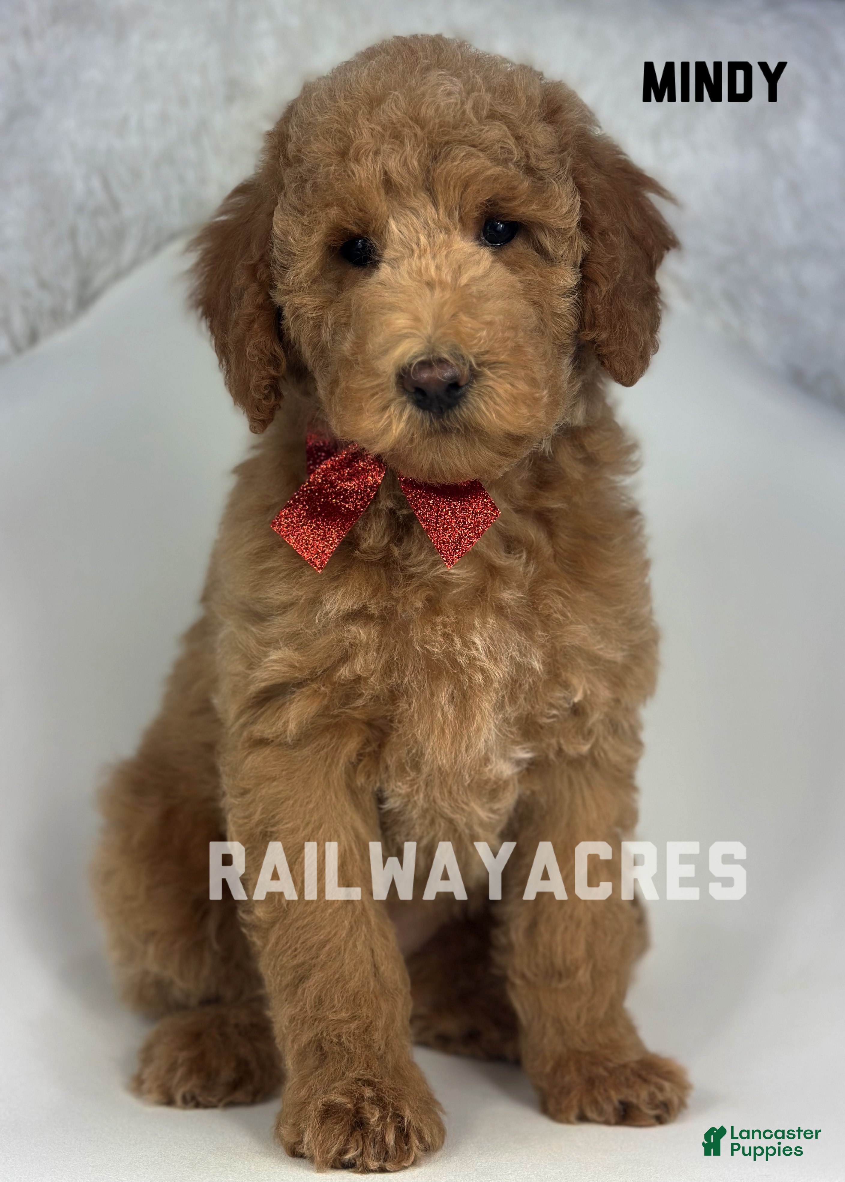 Goldendoodle dogs Mindy - Ad 31
