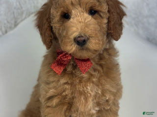 Goldendoodle dogs Mindy - Ad 34