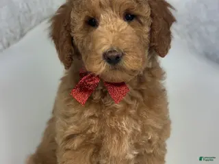 Goldendoodle dogs Mindy - Ad 41