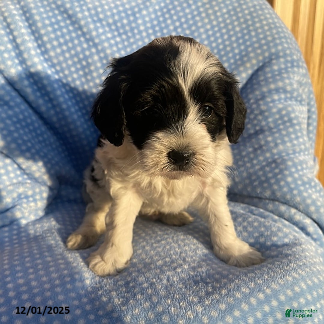 Cavapoo dogs for sale: Dancer - Ad 1