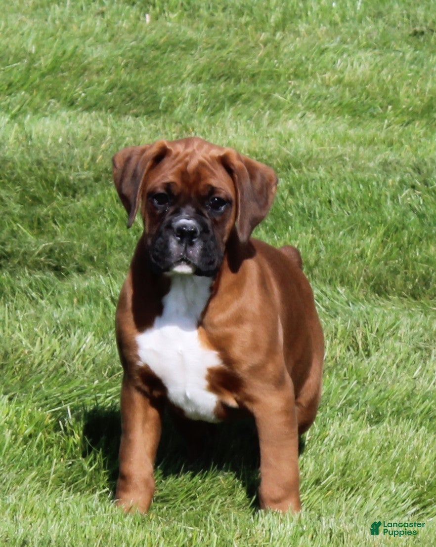 Boxer dogs Alex - Ad 35