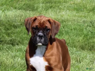 Boxer dogs Alex - Ad 37