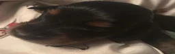 Dachshund dogs for sale: Fabio-Long Hair - Ad 1