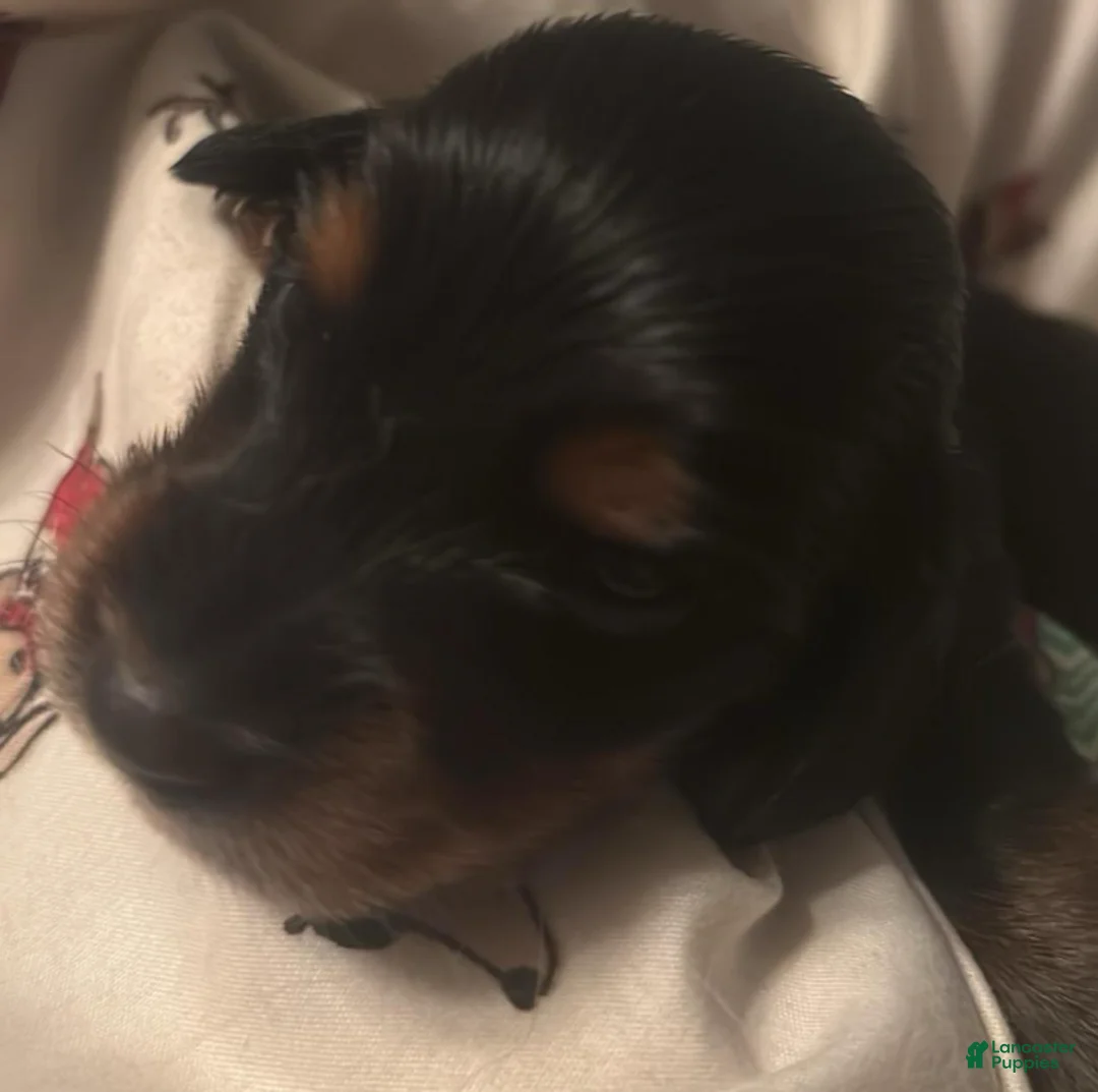 Dachshund dogs for sale: Fabio-Long Hair - Ad 1