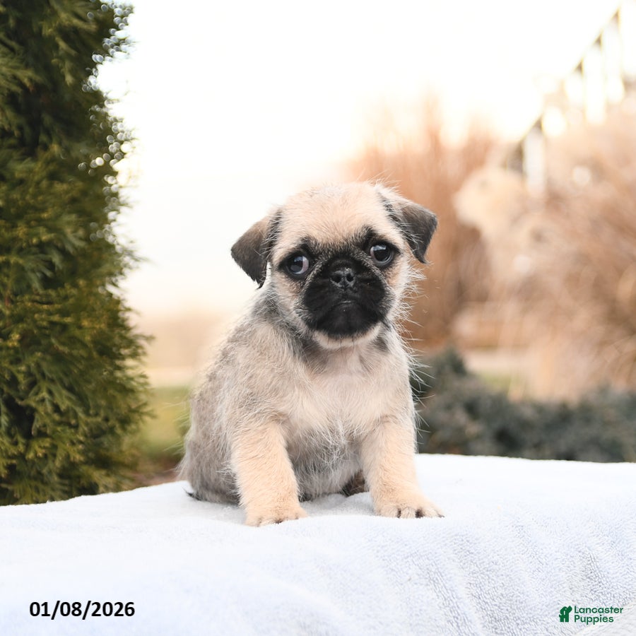 Mixed Breed dogs Maria  - Ad 2