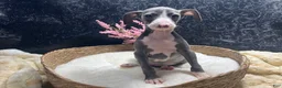 Italian Greyhound dogs for sale: Italian Greyhound 3 - Ad 7