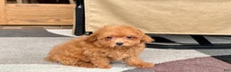 Maltipoo dogs for sale: Red Honey  - Ad 6