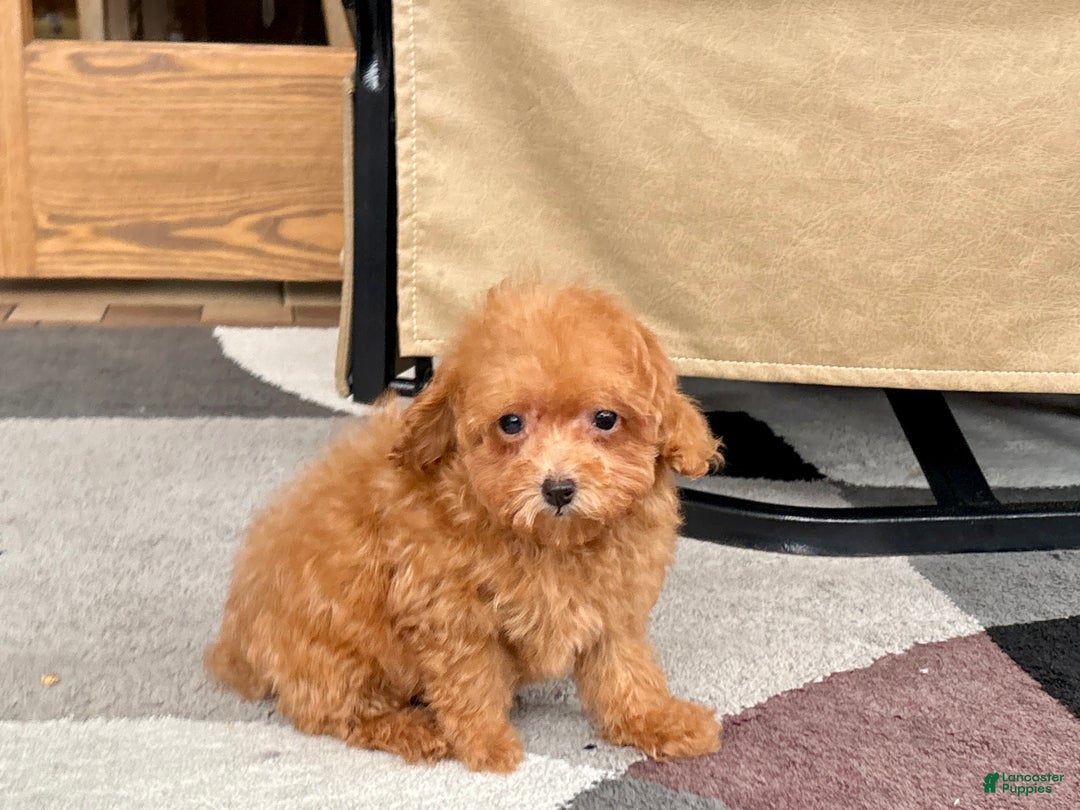 Maltipoo dogs for sale: Red Honey  - Ad 6
