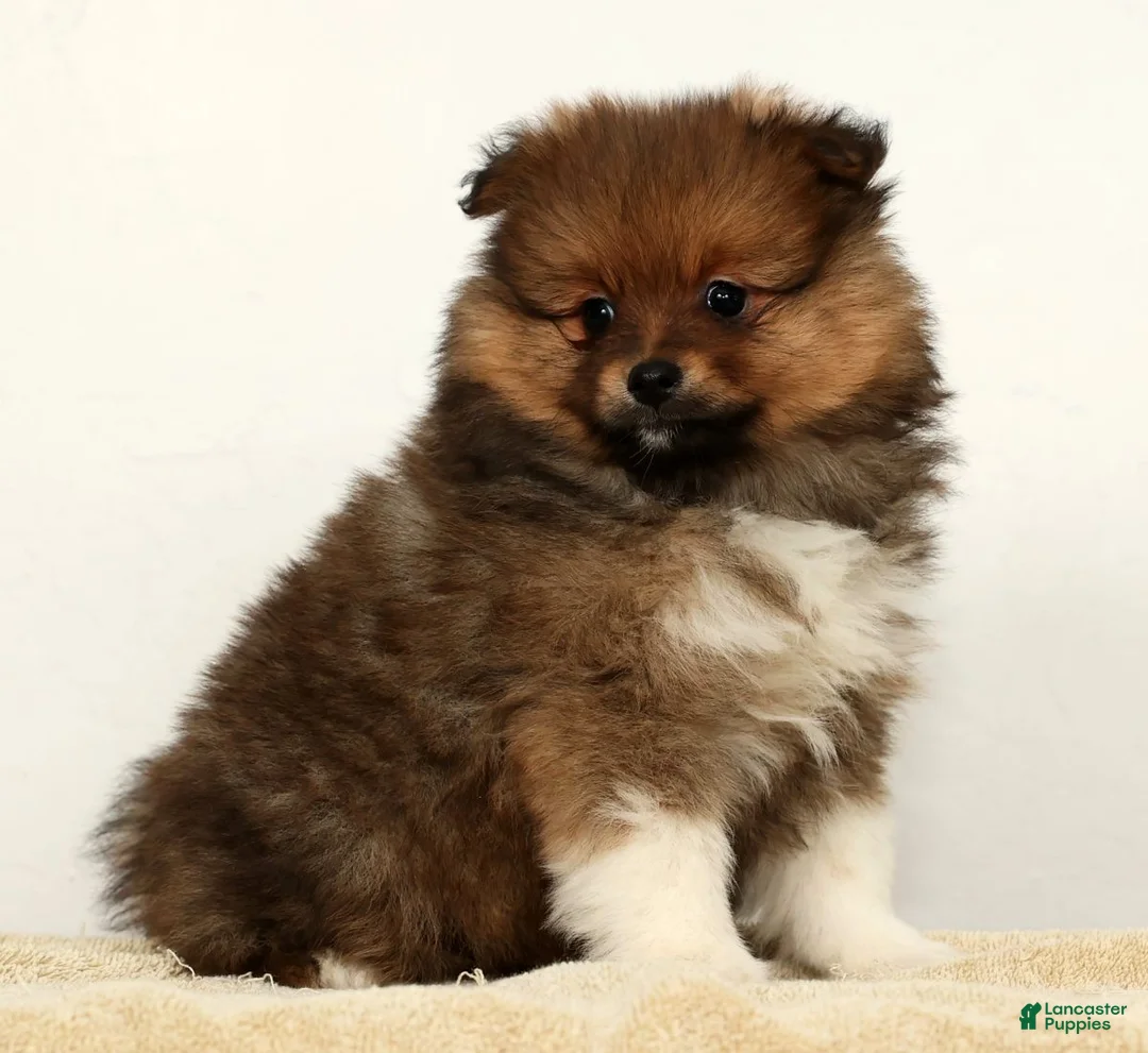 Pomeranian dogs for sale: Bella - Ad 9