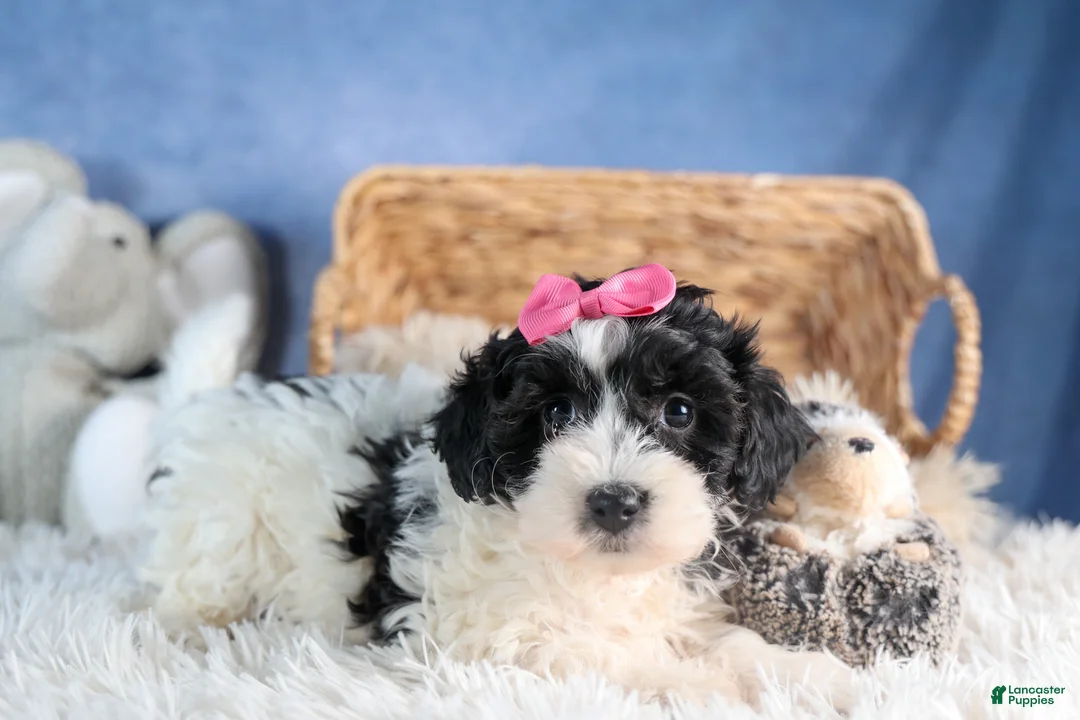 Havapoo dogs for sale: ELLIE - Ad 3