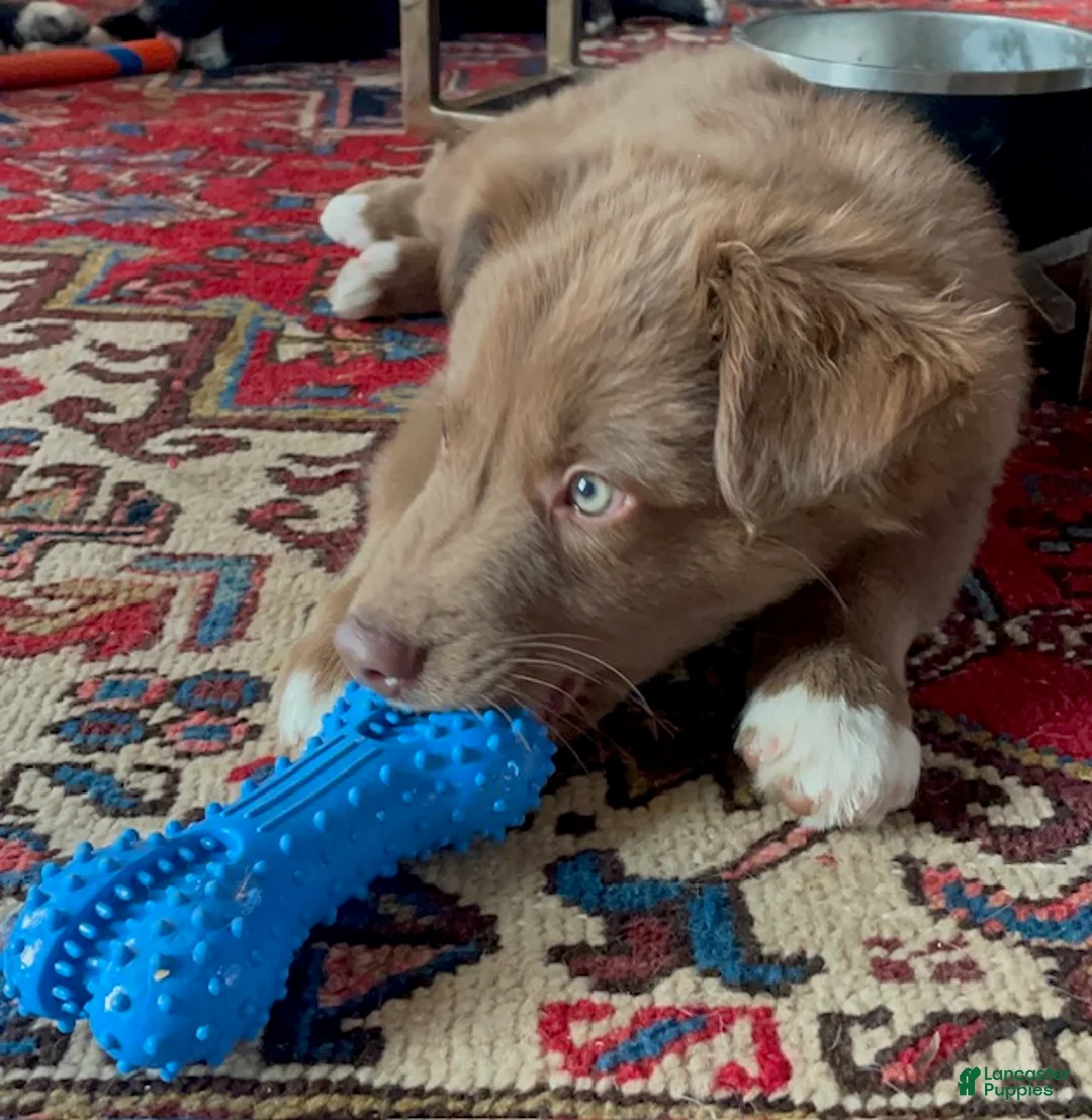 Australian Shepherd dogs for sale: Griz - Ad 2