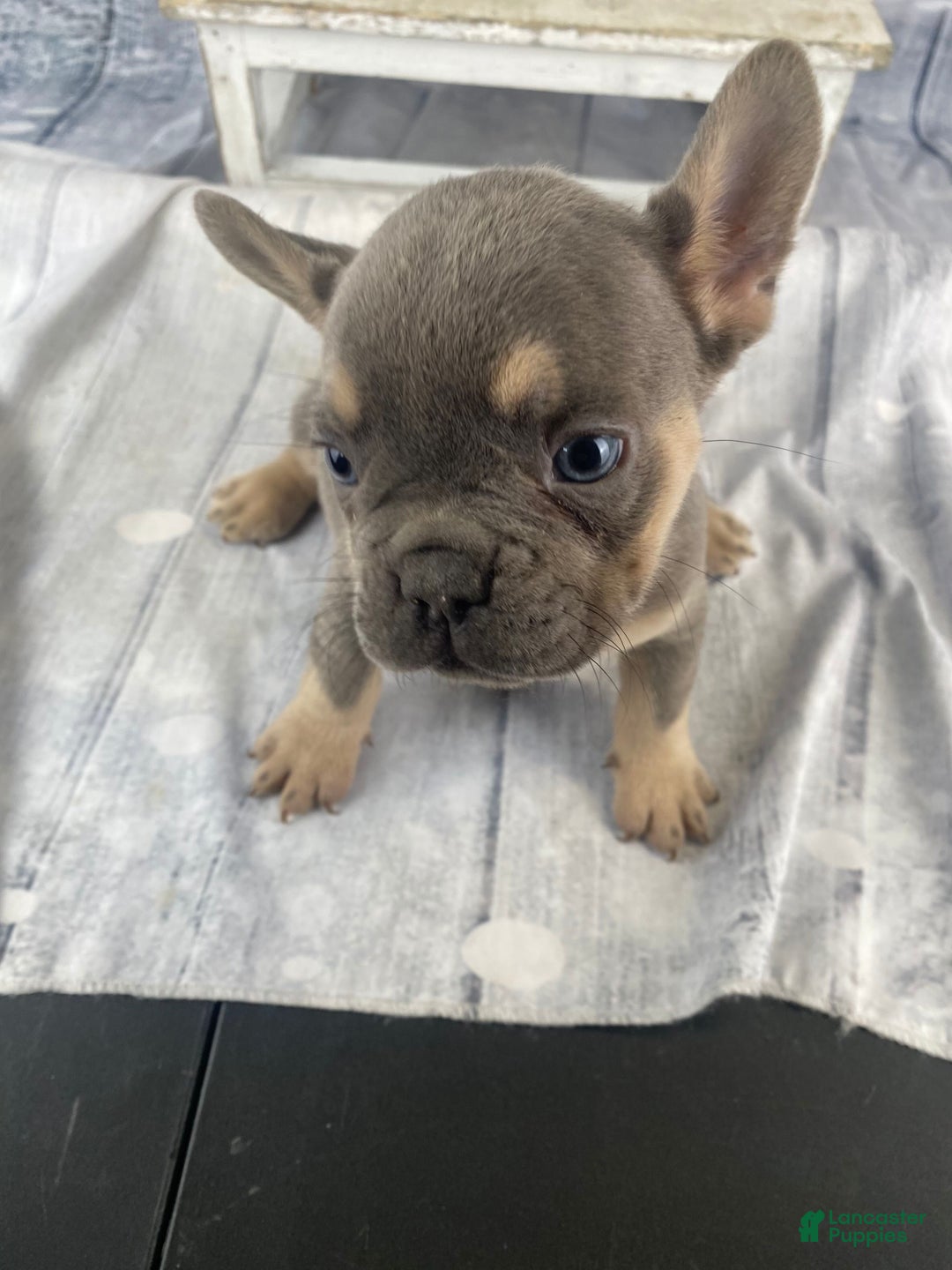 French Bulldog dogs for sale: Zoey - Ad 10