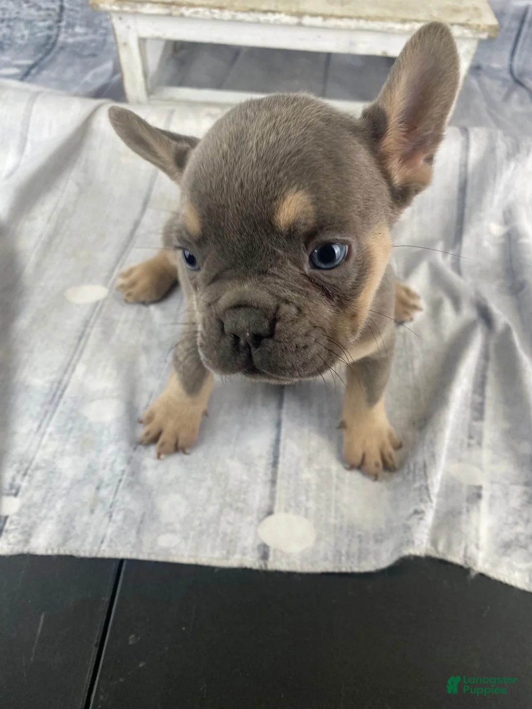 French Bulldog dogs for sale: Zoey - Ad 15