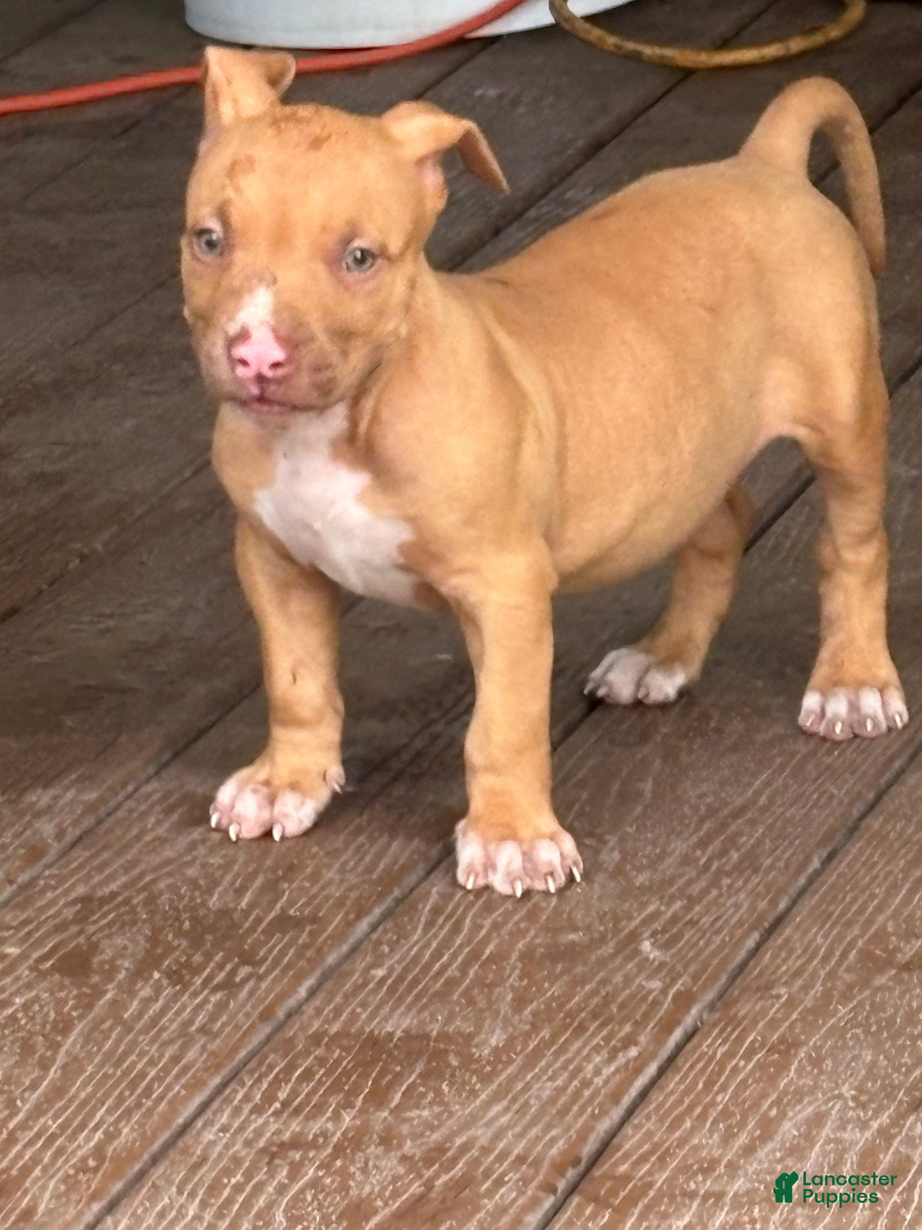 American Bully dogs American Bully 1 - Ad 33