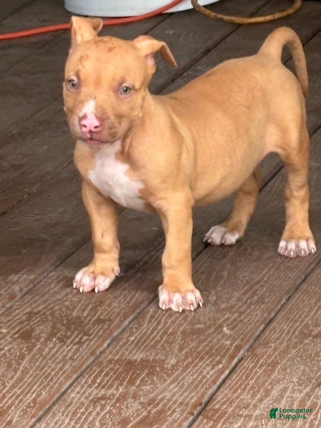 American Bully dogs for sale: American Bully 1 - Ad 1