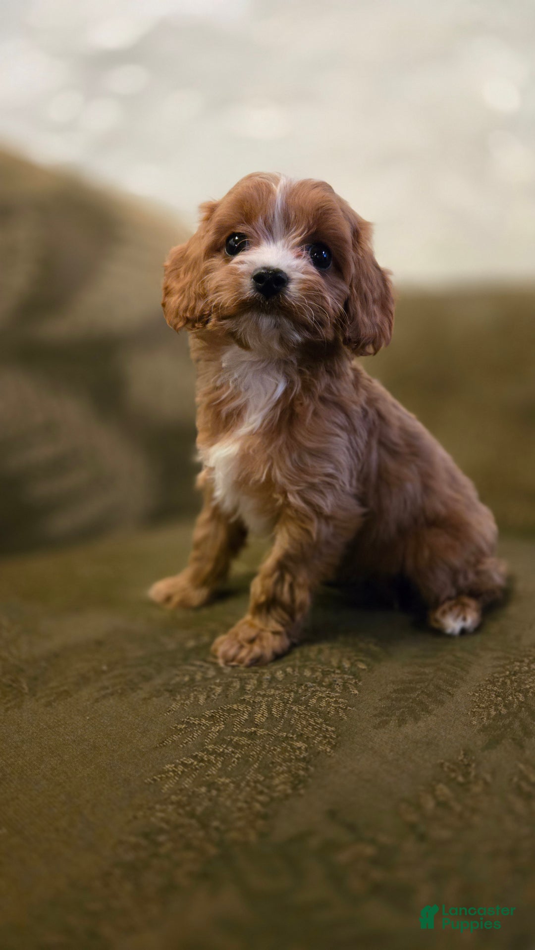 Cavapoo dogs for sale: Wren - Ad 10