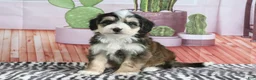 Mini Bernedoodle dogs for sale: Shilo - Ad 4