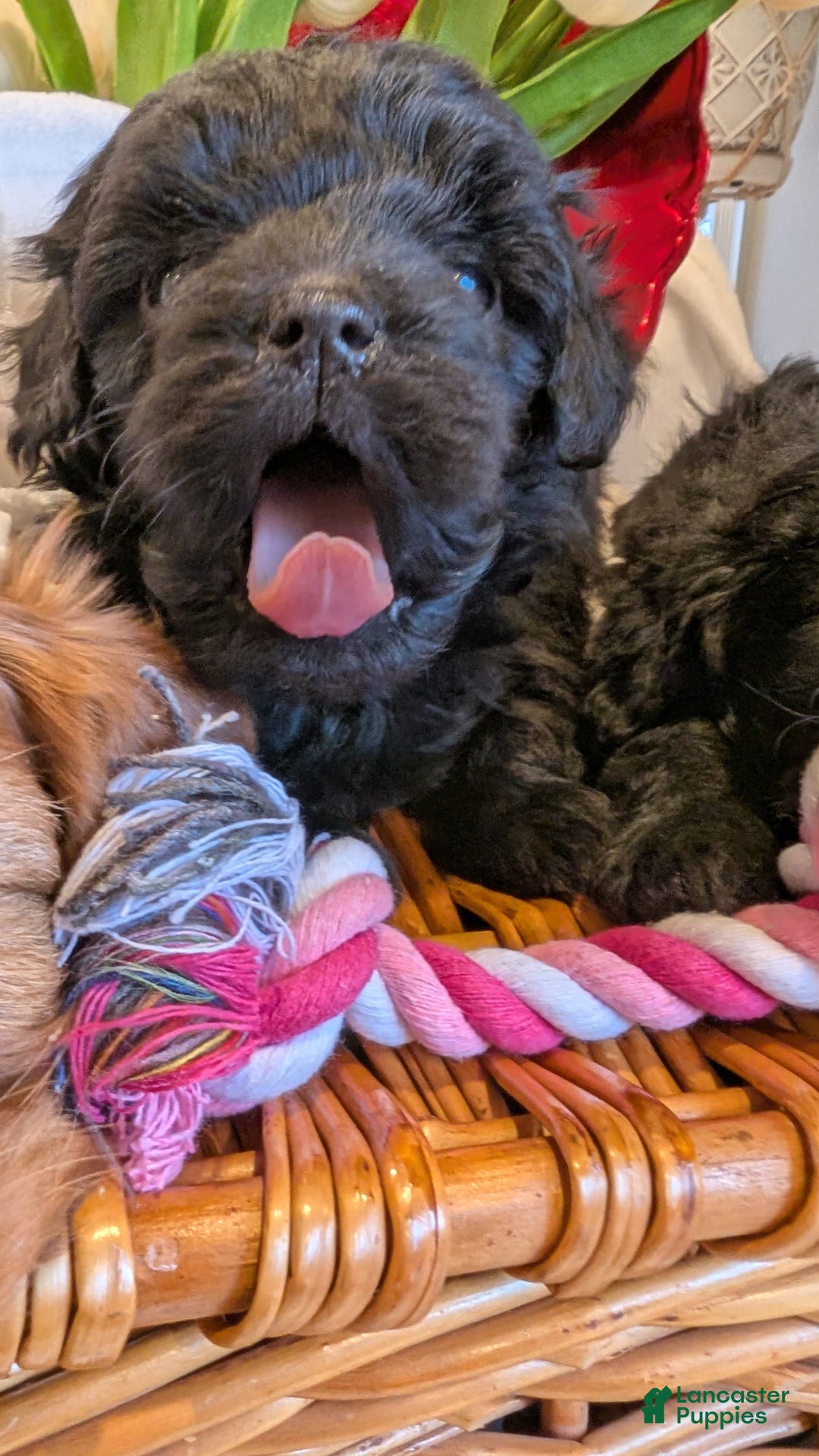 Cavapoo dogs for sale: Bella V. - Ad 3