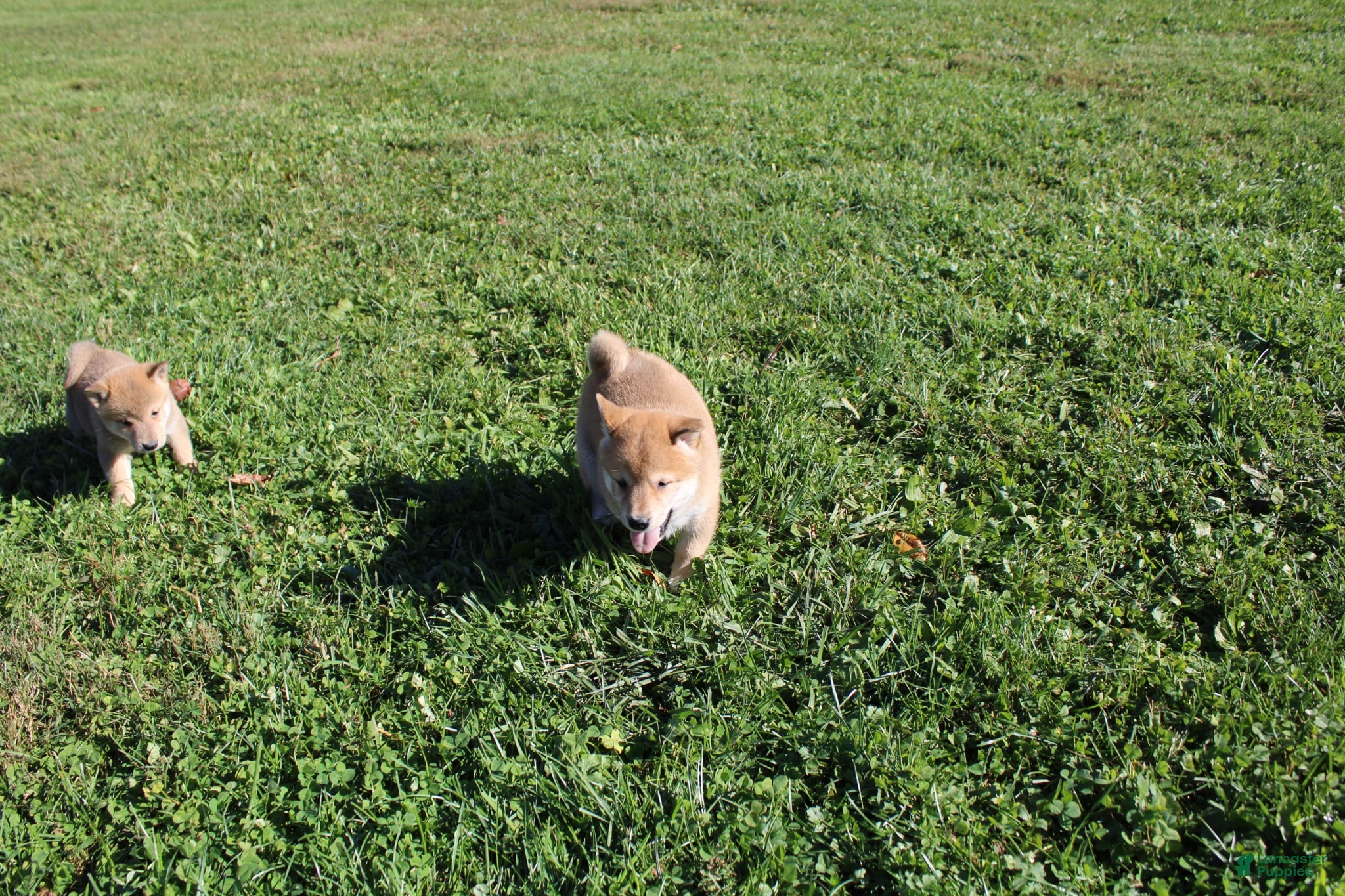 Shiba Inu dogs for sale: Cardigan  - Ad 2