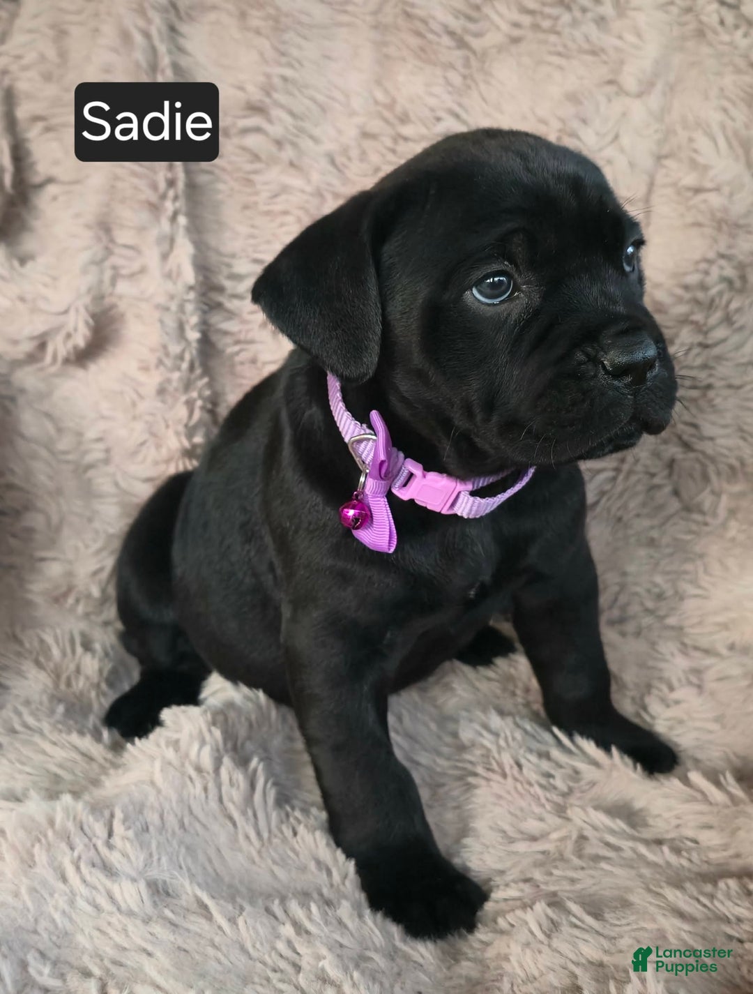 Cane Corso dogs for sale: Sadie - Ad 2
