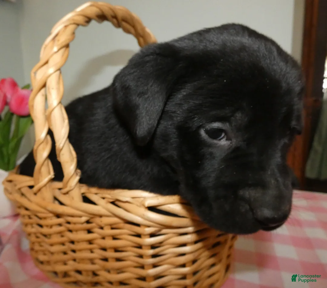 Labrador Retriever dogs for sale: Labrador Retriever Puppy 9 - Ad 2