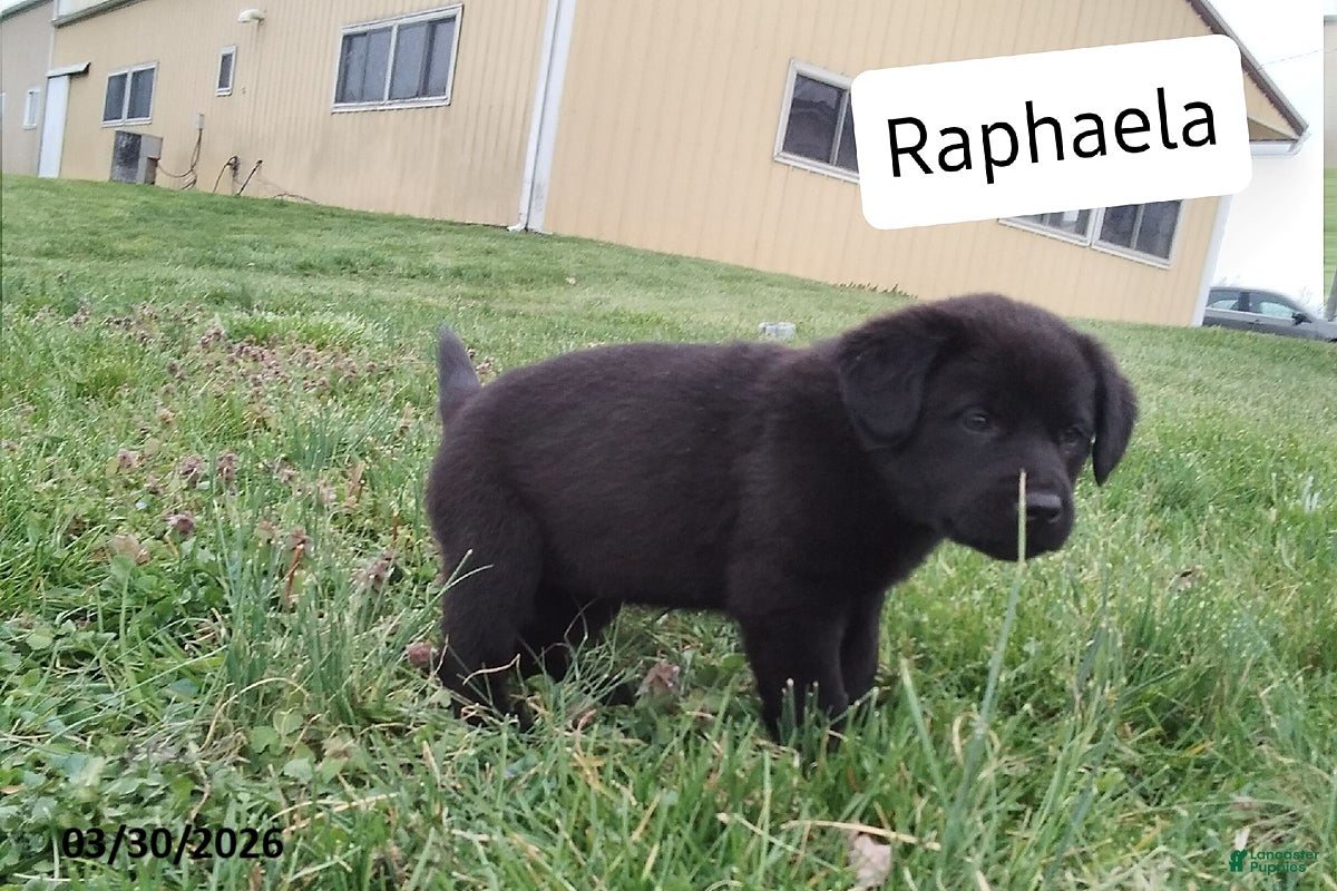 Mixed Breed dogs Rapheala - Ad 1