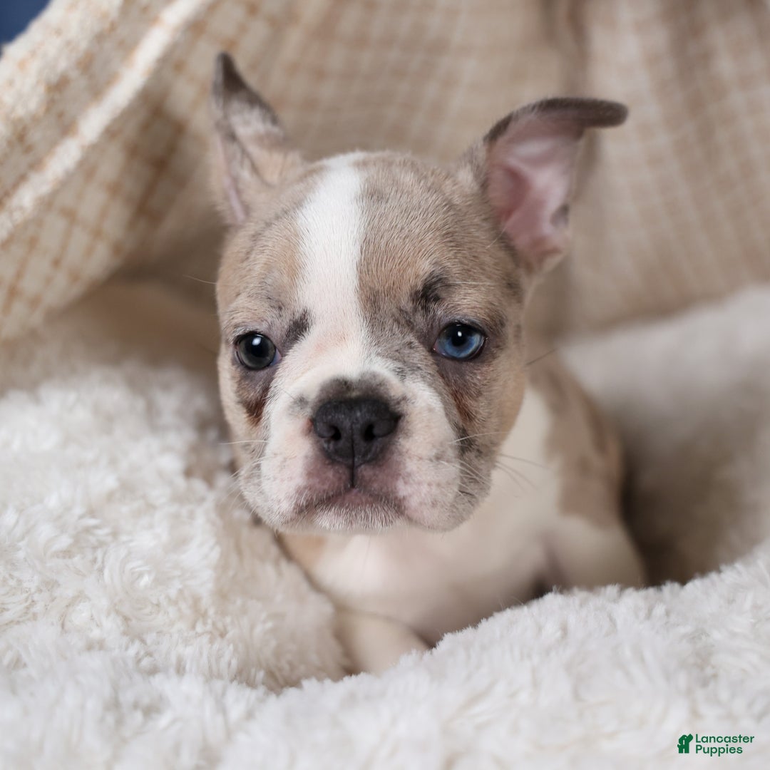 Frenchton dogs for sale: NORA - Ad 4