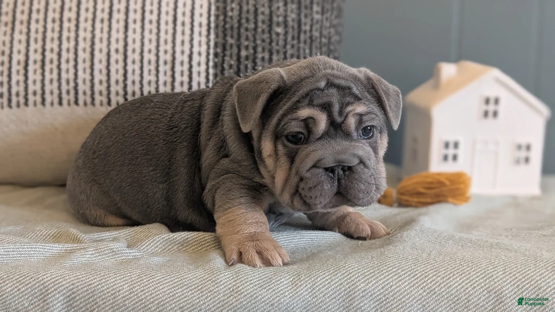 French Bulldog dogs for sale: Royce - Ad 7