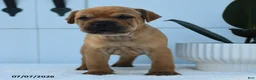 Mini Hippo dogs for sale: Tanner - Ad 2