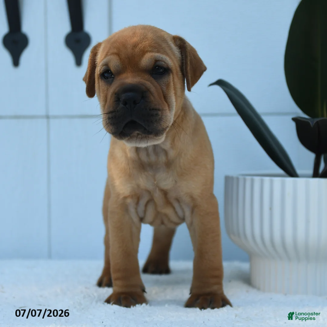 Mini Hippo dogs for sale: Tanner - Ad 2