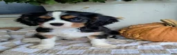 Cavalier King Charles Spaniel dogs for sale: Duke - Ad 2