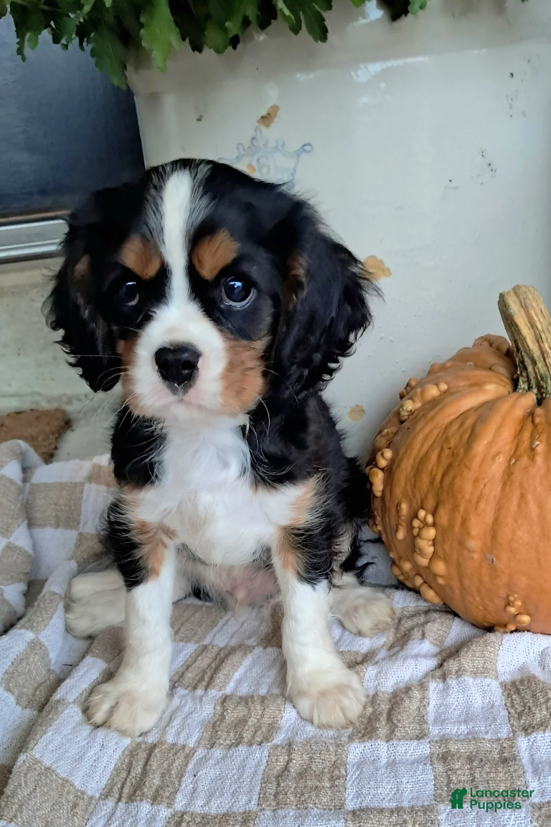 Cavalier King Charles Spaniel dogs for sale: Duke - Ad 2