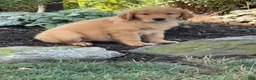 Golden Retriever dogs for sale: Kitty - Ad 3