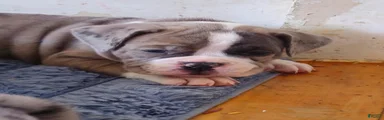 Olde English Bulldogge 2