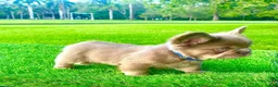 French Bulldog dogs for sale: Richie - Ad 14