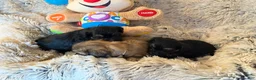 Mixed Breed dogs for sale: Mixed Breed Puppy 1 - Ad 13