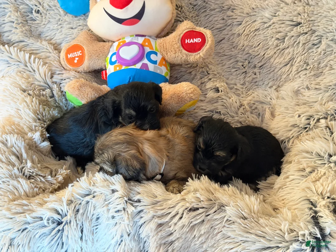 Mixed Breed dogs for sale: Mixed Breed Puppy 1 - Ad 13