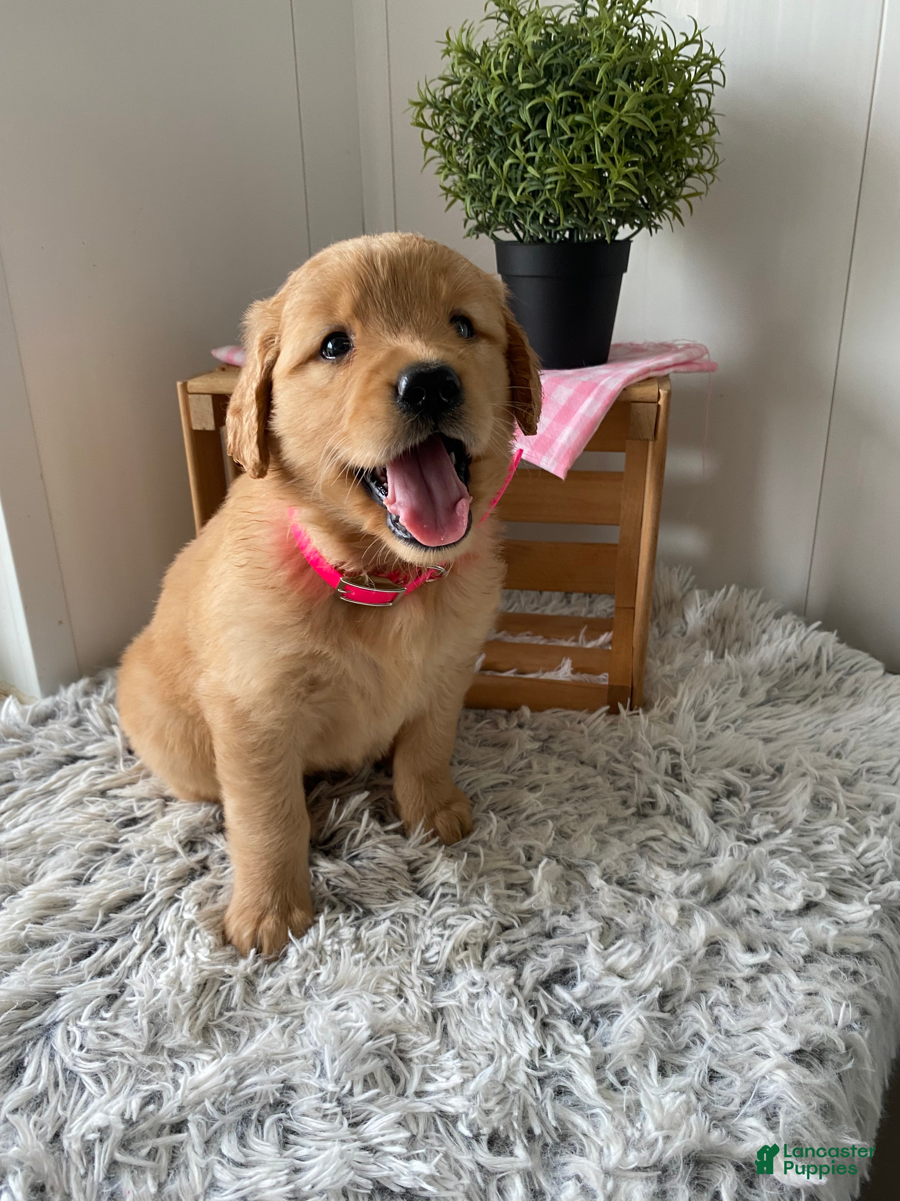 Golden Retriever dogs for sale: Golden Retriever Nola  - Ad 3