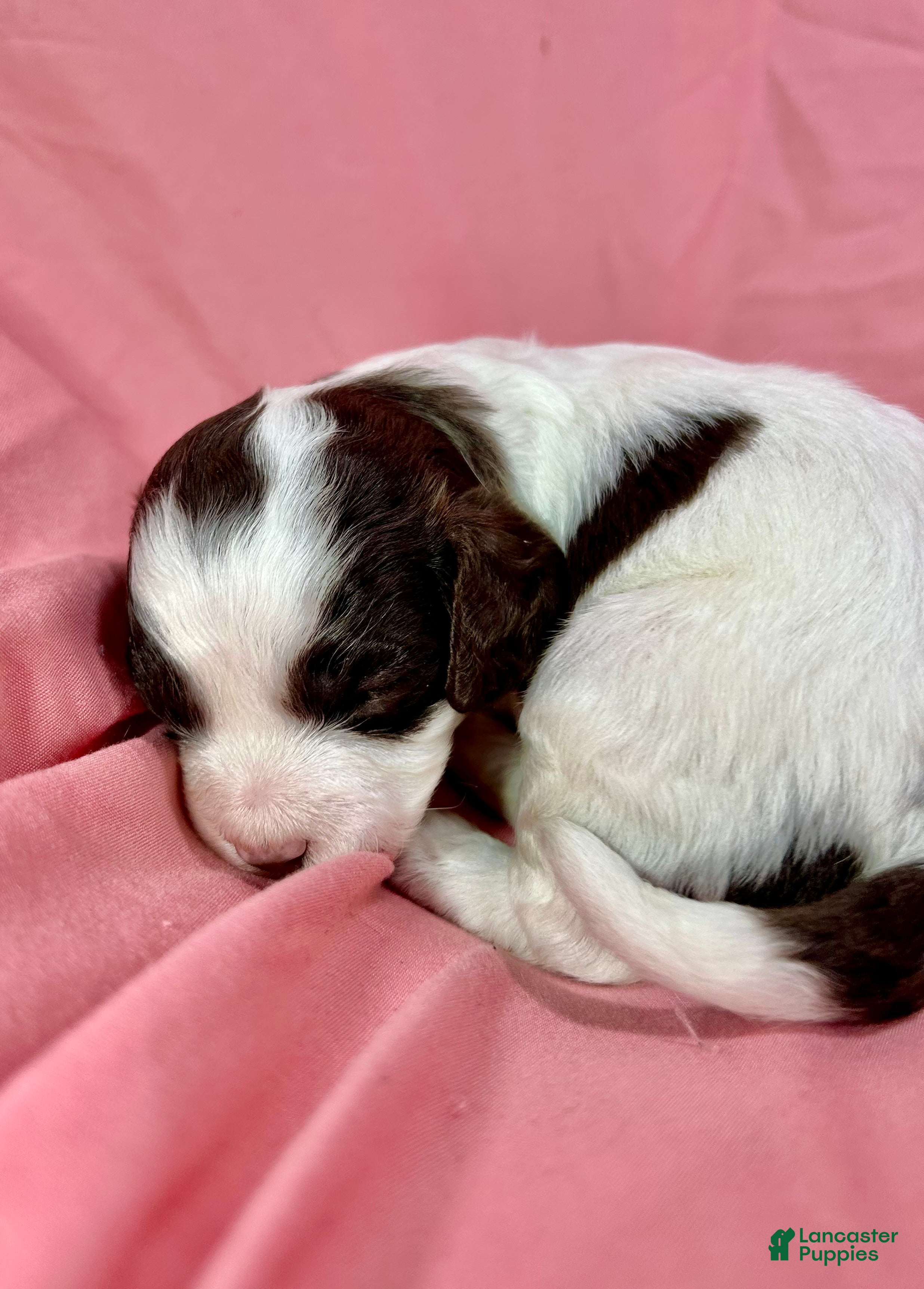 Cavapoo dogs Amora  - Ad 1