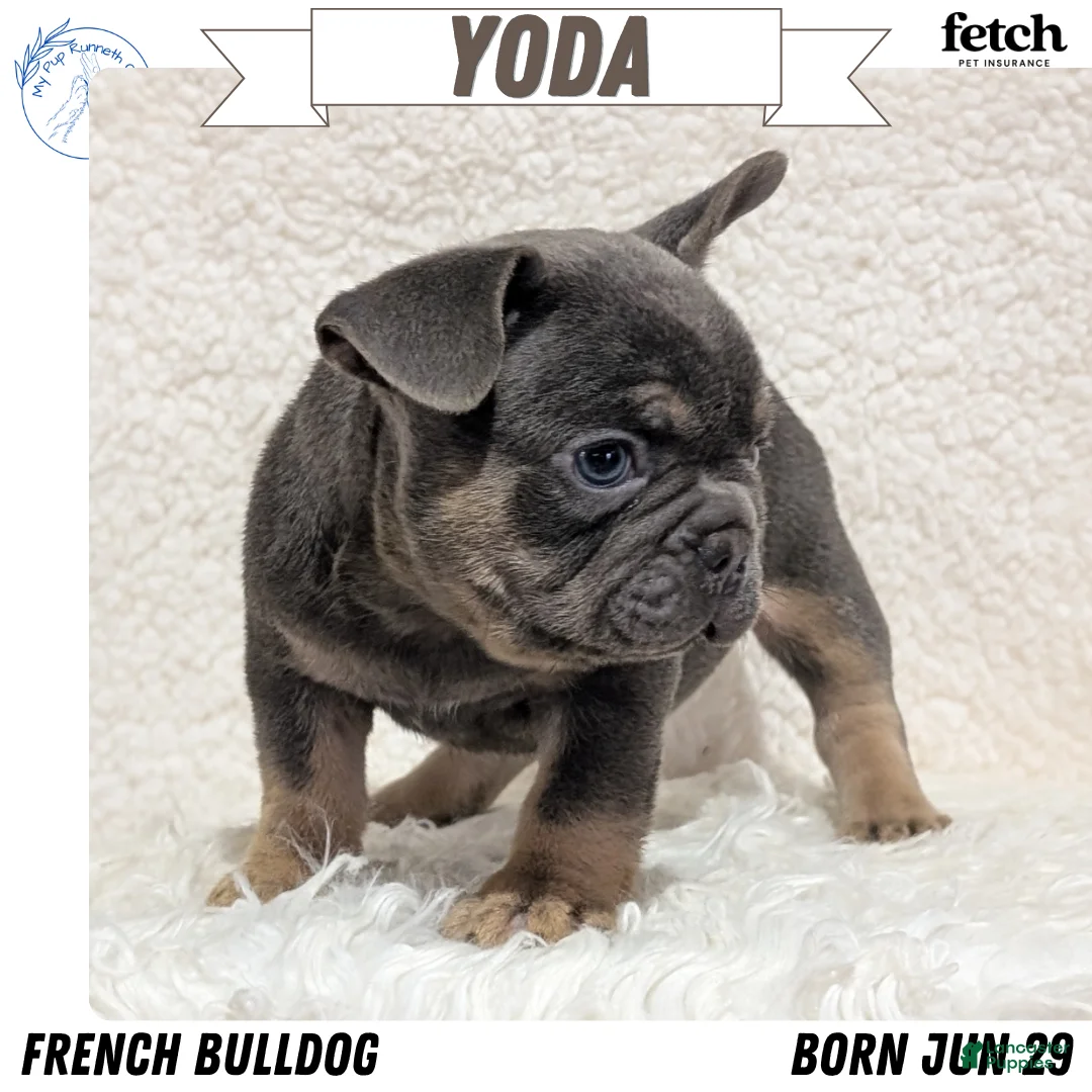 French Bulldog dogs for sale: Yoda - Ad 1