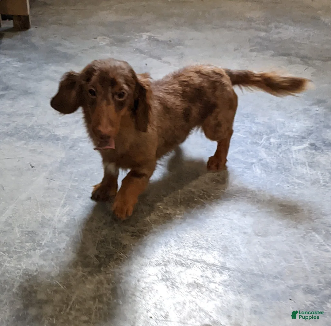 Miniature Dachshund dogs for sale: Oreo - Ad 8