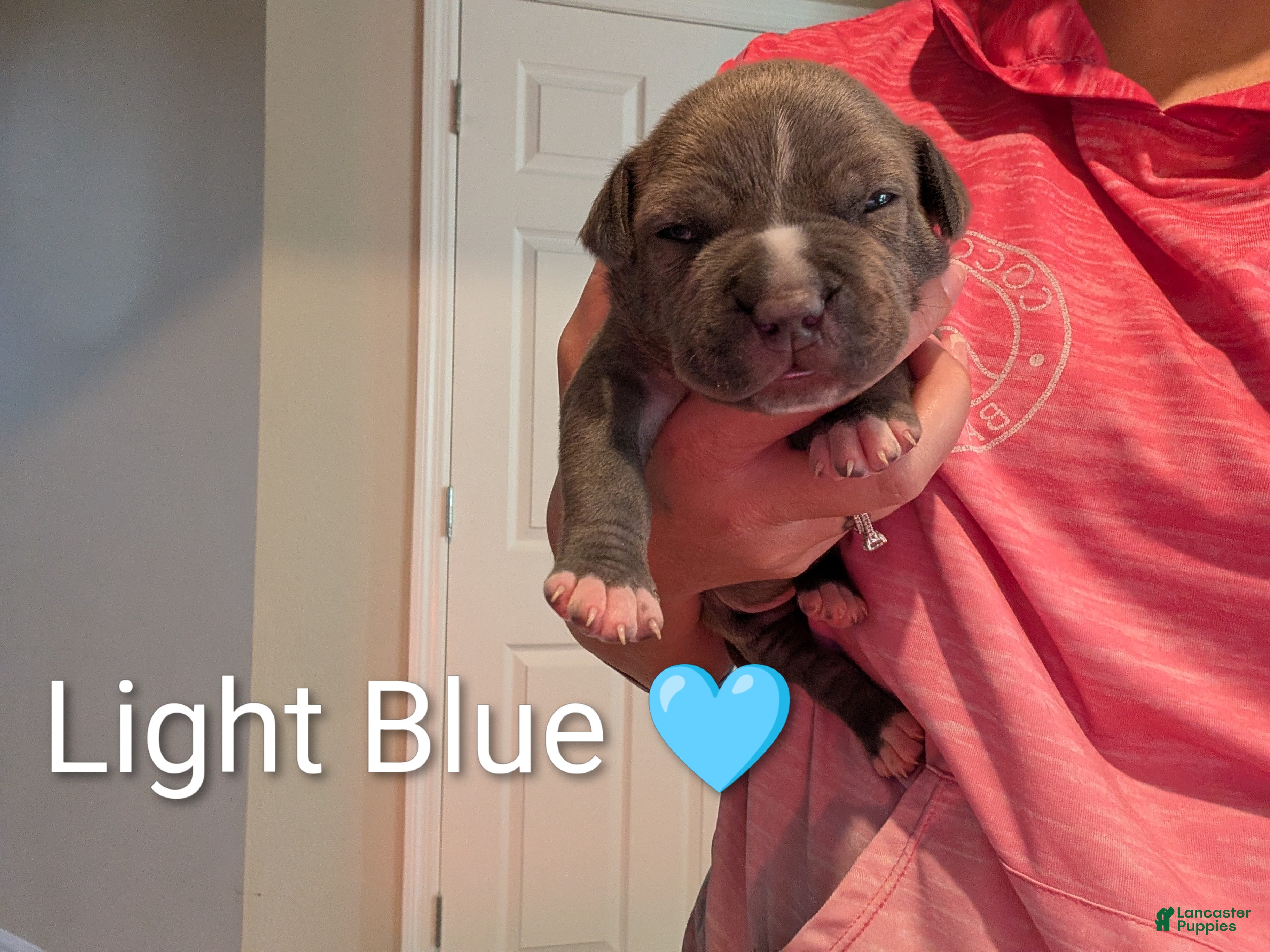 American Bully dogs American Bully 1 - Ad 2